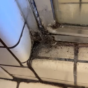 Severe mold and fungus accumulation in track
